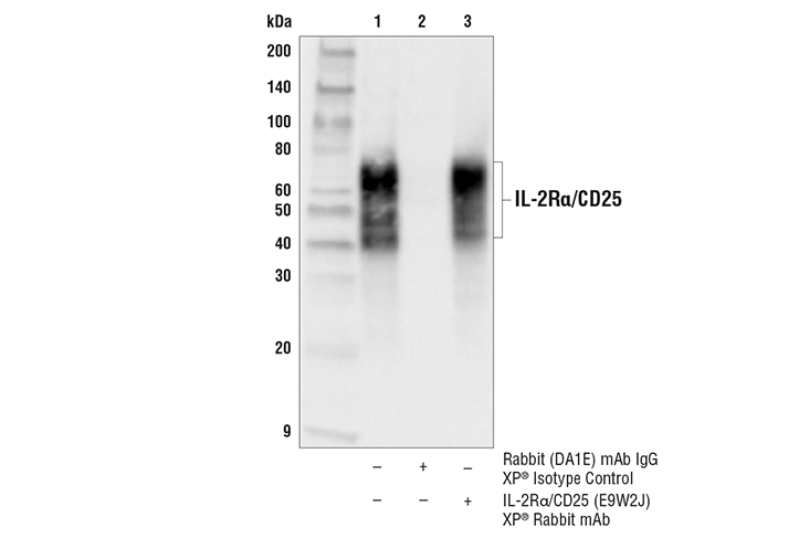 Immunoprecipitation Image 1: IL-2Rα/CD25 (E9W2J) XP<sup>®</sup> Rabbit mAb