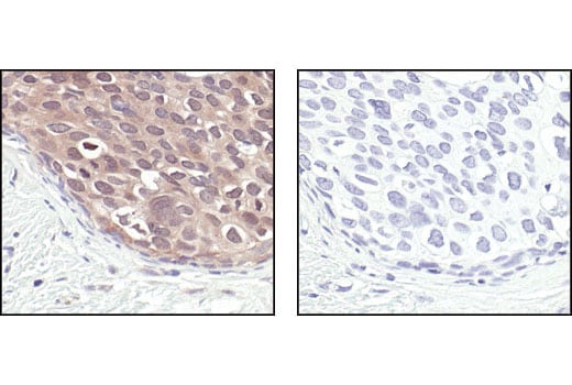 Immunohistochemistry Image 2: NEDD8 Antibody