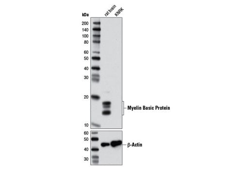 Western Blotting Image 1: Myelin Basic Protein (2H9) Mouse mAb (BSA and Azide Free)