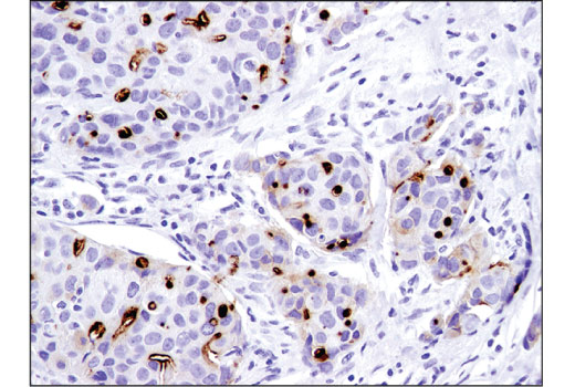 Immunohistochemistry Image 1: CD133 (D4W4N) XP<sup>®</sup> Rabbit mAb