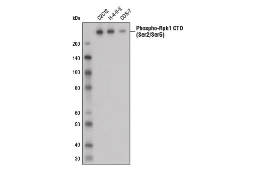 Western Blotting Image 1: Phospho-Rpb1 CTD (Ser2/Ser5) (D1G3K) Rabbit mAb