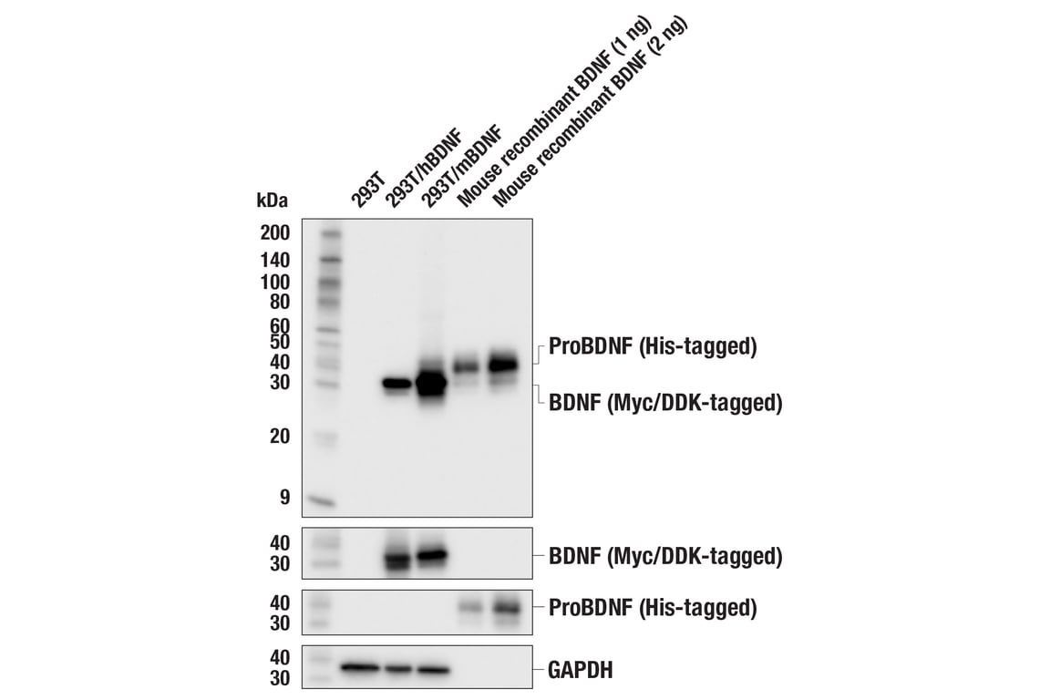 Western Blotting Image 1: BDNF (E6Z7C) Rabbit mAb