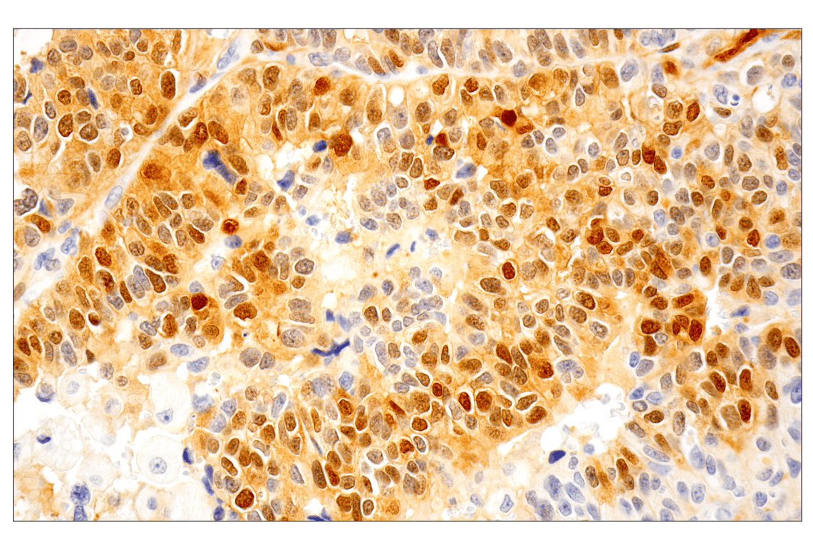 Immunohistochemistry Image 1: Phospho-p44/42 MAPK (Erk1/2) (Thr202/Tyr204) (D13.14.4E) XP<sup>®</sup> Rabbit mAb