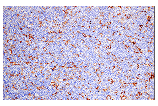 Immunohistochemistry Image 2: CD38 (E7Z8C) XP<sup>®</sup> Rabbit mAb