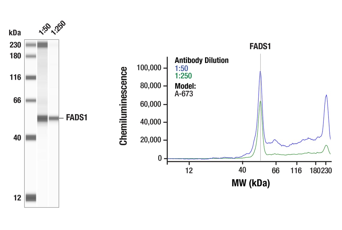 Western Blotting Image 1: FADS1 (F1D2A) Rabbit mAb