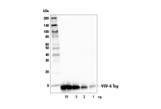 Western Blotting Image 1: VSV-G Tag (E8S5G) Rabbit mAb