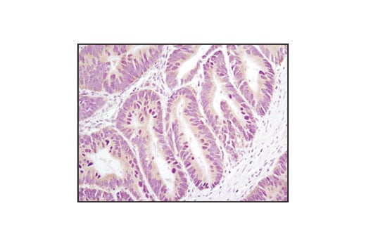 Immunohistochemistry Image 1: Axin1 (C95H11) Rabbit mAb (BSA and Azide Free)