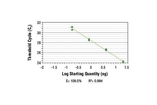 Chromatin Immunoprecipitation Image 2: SimpleChIP<sup>®</sup> Rat GAPDH Promoter Primers