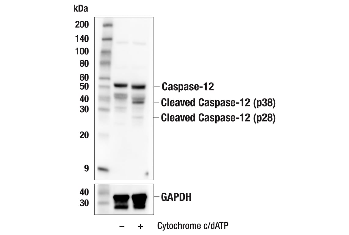 Western Blotting Image 2: Caspase-12 (E9T3W) Rabbit mAb