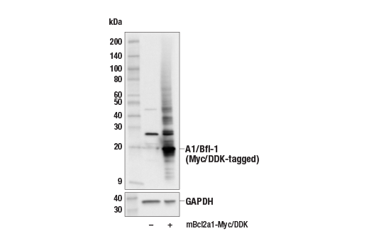 Western Blotting Image 3: A1/Bfl-1 (E4P2I) Rabbit mAb