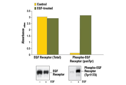 ELISA Image 1: PathScan<sup>®</sup> Phospho-EGF Receptor (panTyr) Sandwich ELISA Kit