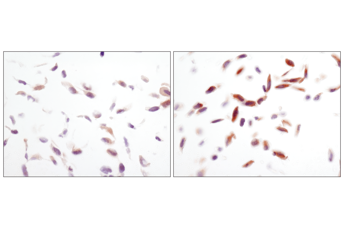 Immunohistochemistry Image 4: Phospho-AMPKα (Thr172) (40H9) Rabbit mAb