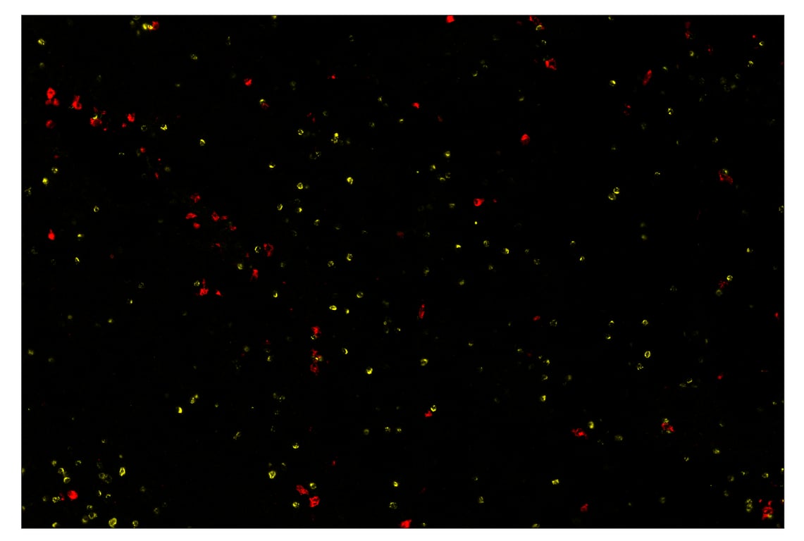 Immunohistochemistry Image 1: XCR1 (D2F8T) & CO-0015-594 SignalStar<sup>™</sup> Oligo-Antibody Pair