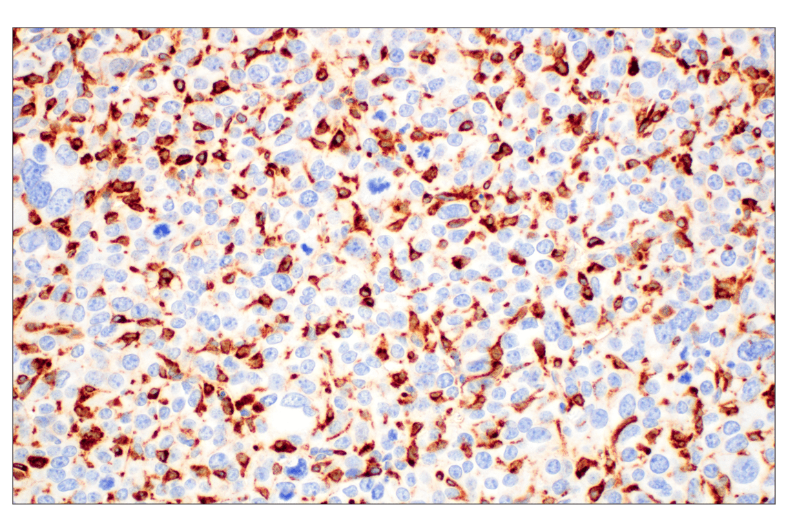 Immunohistochemistry Image 1: C1QB (E3U6X) Rabbit mAb