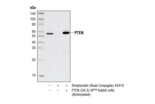 Immunoprecipitation Image 1: PTEN (D4.3) XP<sup>®</sup> Rabbit mAb (Biotinylated)