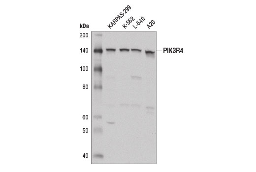 undefined Image 2: Beclin-1 Complex Antibody Sampler Kit