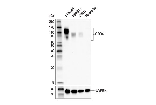 Western Blotting Image 1: CD34 (E2J1K) Rabbit mAb (BSA and Azide Free)