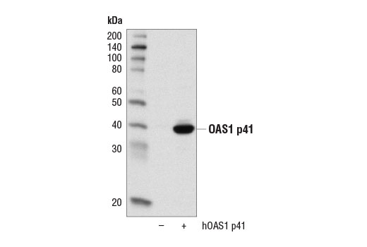 undefined Image 13: Host Cell Viral Restriction Factor Antibody Sampler Kit
