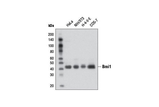 Western Blotting Image 1: Bmi1 (D42B3) Rabbit mAb