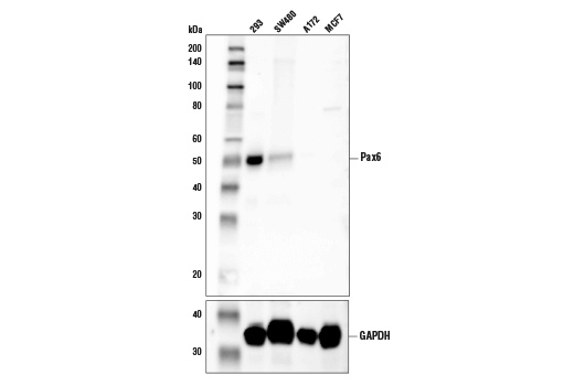 Western Blotting Image 1: Pax6 (D3A9V) XP<sup>®</sup> Rabbit mAb