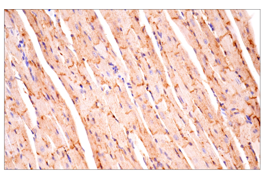 Immunohistochemistry Image 3: CD36 (E8B7S) Rabbit mAb (BSA and Azide Free)