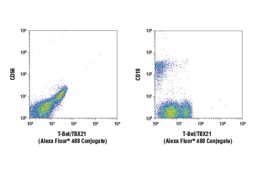 Flow Cytometry Image 1: T-Bet/TBX21 (D6N8B) XP<sup>®</sup> Rabbit mAb (Alexa Fluor<sup>®</sup> 488 Conjugate)