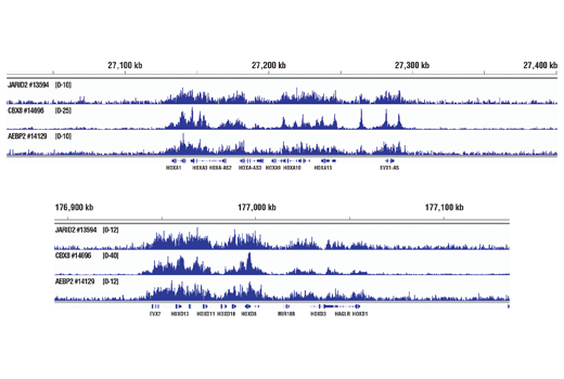 Chromatin Immunoprecipitation Image 2: JARID2 (D6M9X) Rabbit mAb