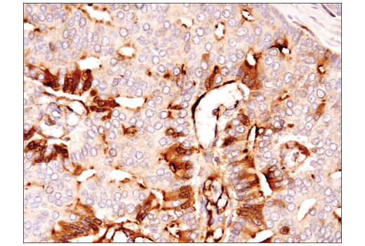 Immunohistochemistry Image 5: Clusterin (D7N2K) XP<sup>®</sup> Rabbit mAb