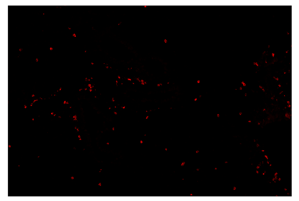 Immunohistochemistry Image 4: Ly-6G (E6Z1T) & CO-0053-647 SignalStar<sup>™</sup> Oligo-Antibody Pair