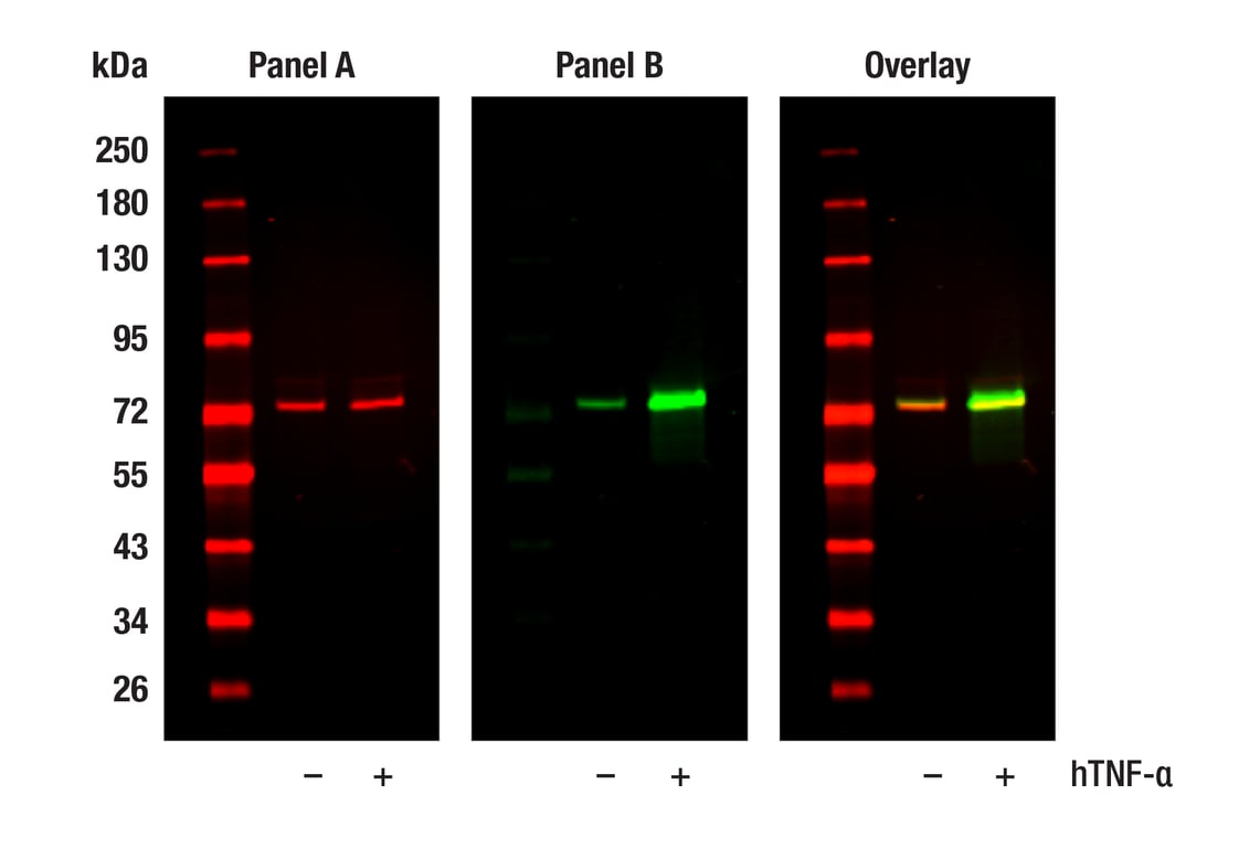 undefined Image 8: PhosphoPlus<sup>®</sup> NF-κB p65/RelA (Ser536) Antibody Duet