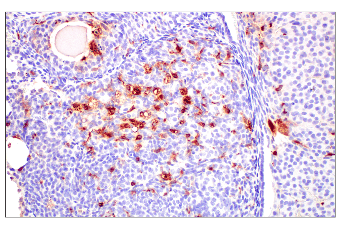 Immunohistochemistry Image 3: C1QB (E3U6X) Rabbit mAb (BSA and Azide Free)