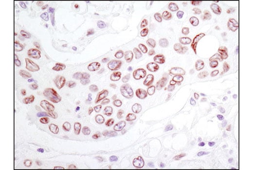 undefined Image 42: Microglia Cross Module Antibody Sampler Kit