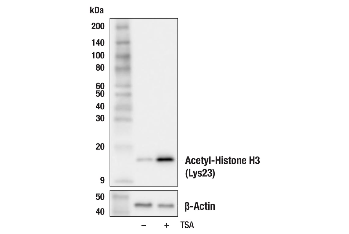Western Blotting Image 1: Acetyl-Histone H3 (Lys23) (F1Y4B) Rabbit mAb