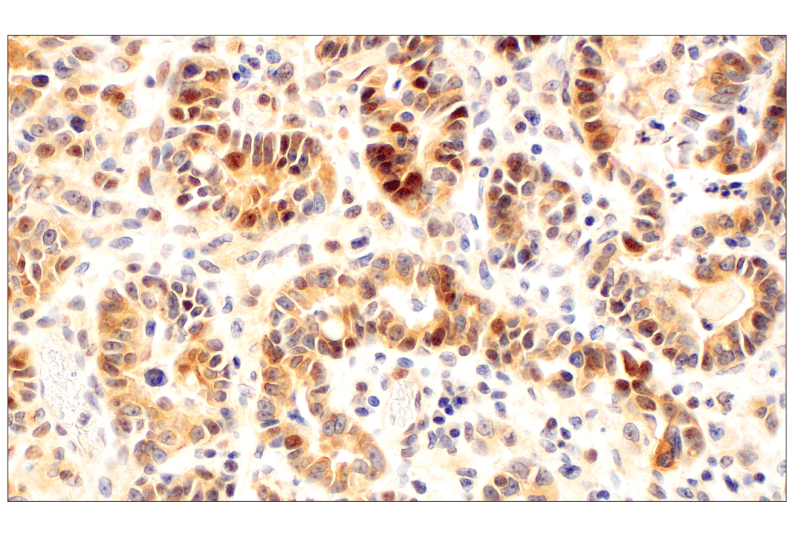 Immunohistochemistry Image 5: Phospho-AMPKα (Thr172) (40H9) Rabbit mAb (BSA and Azide Free)