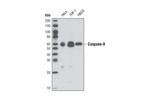 Western Blotting Image 2: Caspase-8 (D35G2) Rabbit mAb