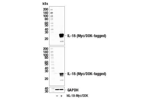 Western Blotting Image 3: IL-18 (E3G8R) Rabbit mAb