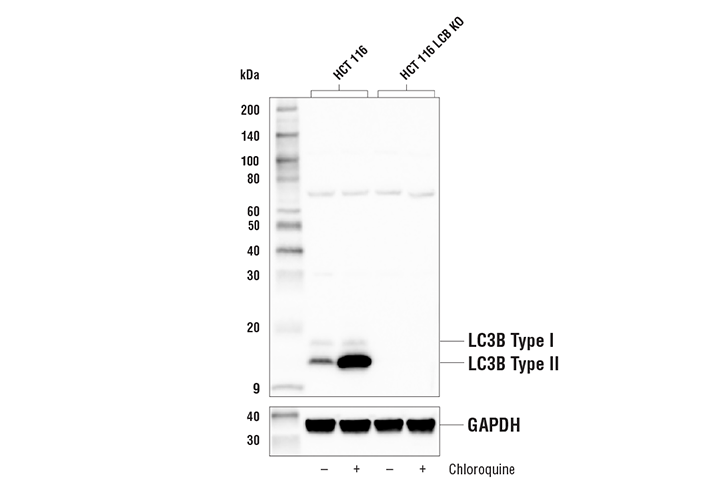 Western Blotting Image 1: LC3B (D11) XP<sup>®</sup> Rabbit mAb (BSA and Azide Free)