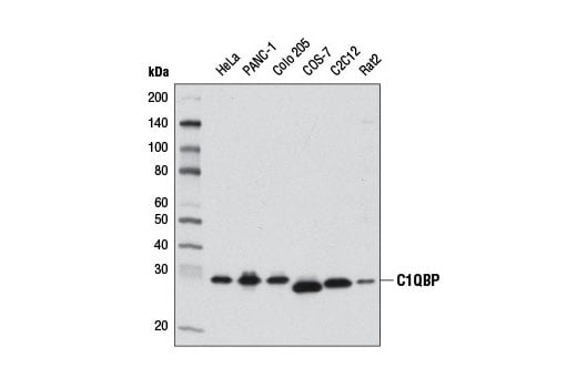 Western Blotting Image 1: C1QBP (D7H12) XP<sup>®</sup> Rabbit mAb