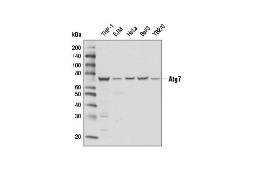 undefined Image 7: Autophagy Vesicle Elongation (LC3 Conjugation) Antibody Sampler Kit