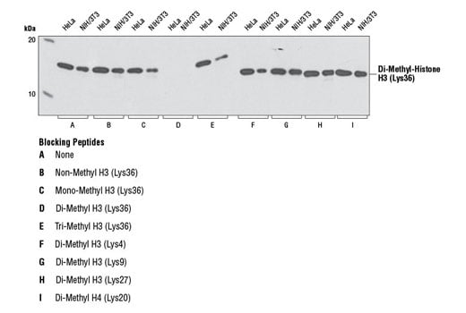 Western Blotting Image 1: Di-Methyl-Histone H3 (Lys36) (C75H12) Rabbit mAb