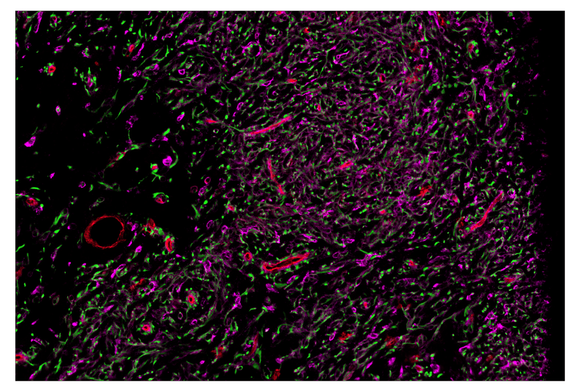 Immunohistochemistry Image 1: CD141/Thrombomodulin (E7Y9P) & CO-0088-647 SignalStar<sup>™</sup> Oligo-Antibody Pair