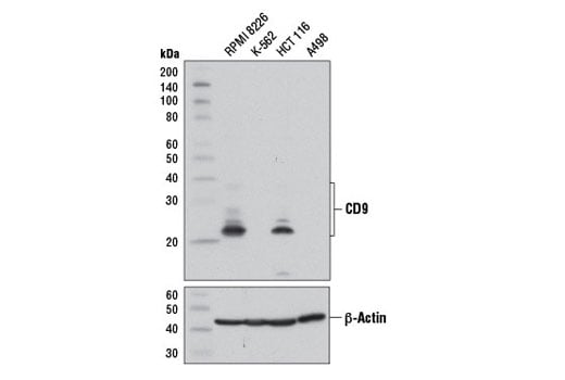 Western Blotting Image 1: CD9 (D3H4P) Rabbit mAb (BSA and Azide Free)