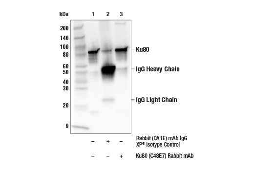 undefined Image 27: Non-Homologous End Joining (NHEJ) DNA Repair Antibody Sampler Kit