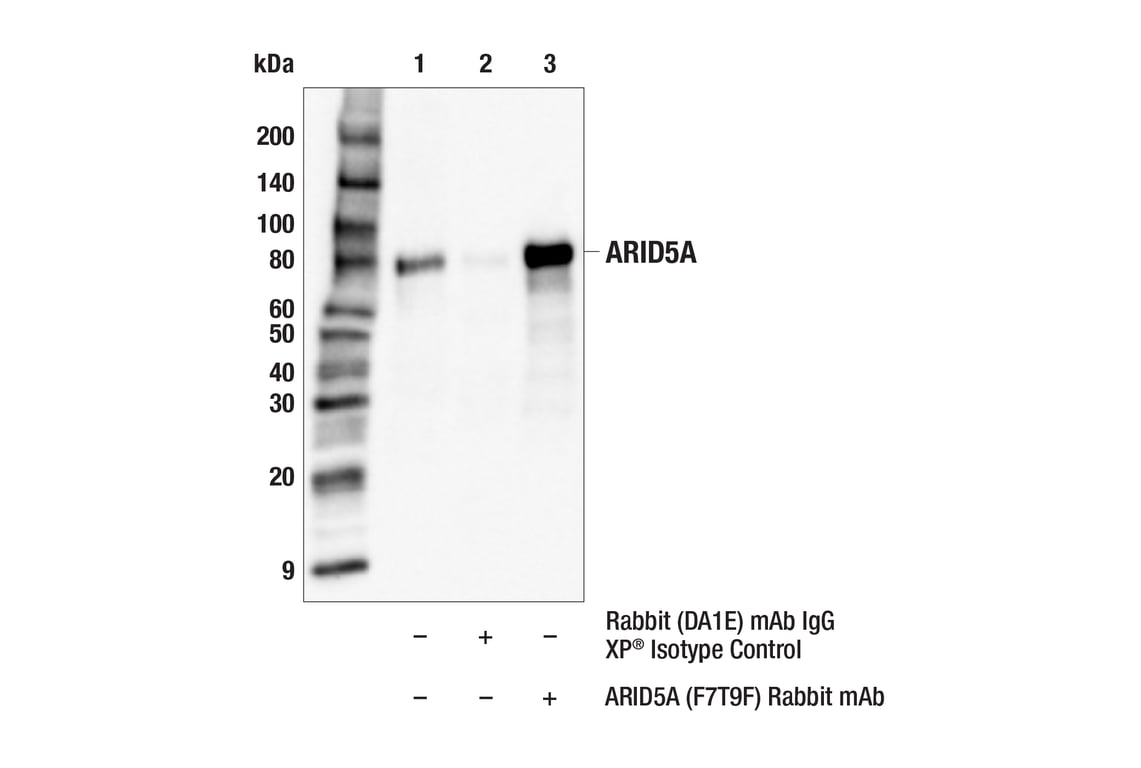 Immunoprecipitation Image 1: ARID5A (F7T9F) Rabbit mAb