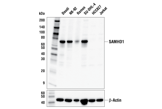 Western Blotting Image 1: SAMHD1 Antibody