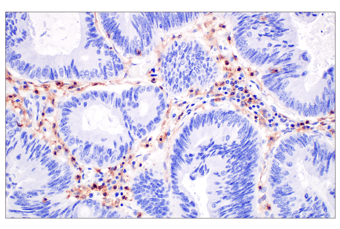 Immunohistochemistry Image 4: CD4 (MSVA-004R) Rabbit mAb