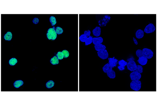 Immunofluorescence Image 2: AML1 (D33G6) XP<sup>®</sup> Rabbit mAb