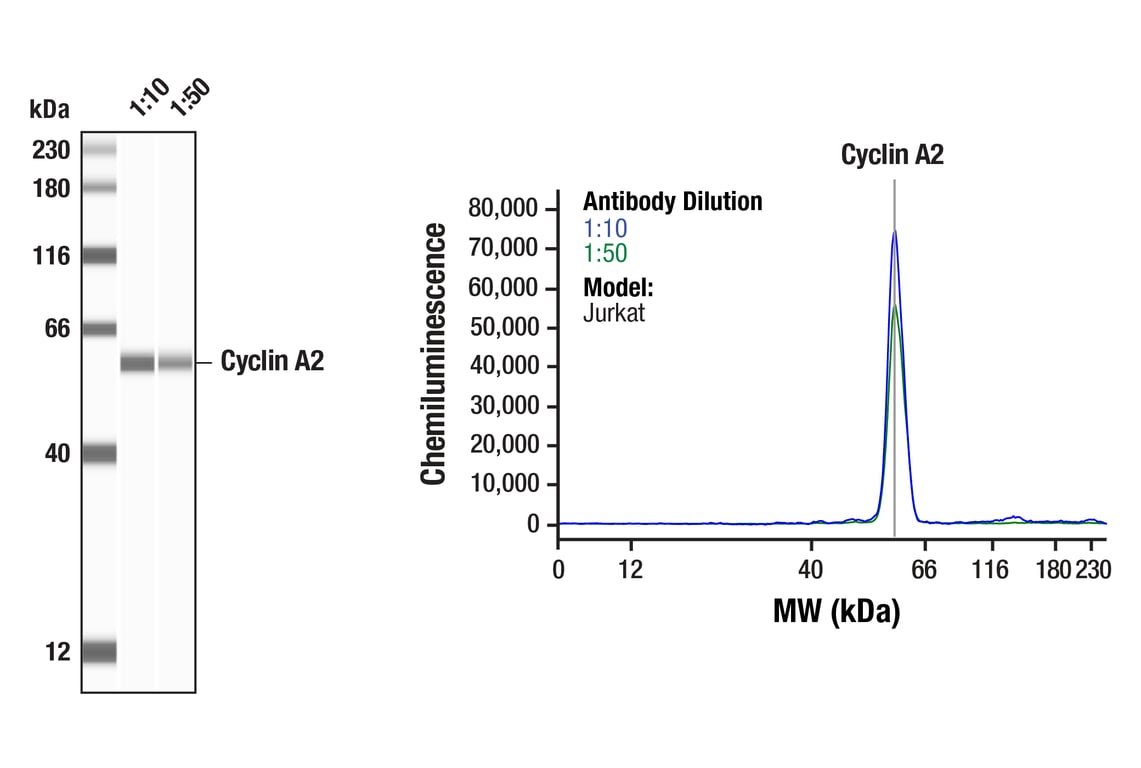 Western Blotting Image 1: Cyclin A2 (E1D9T) Rabbit mAb