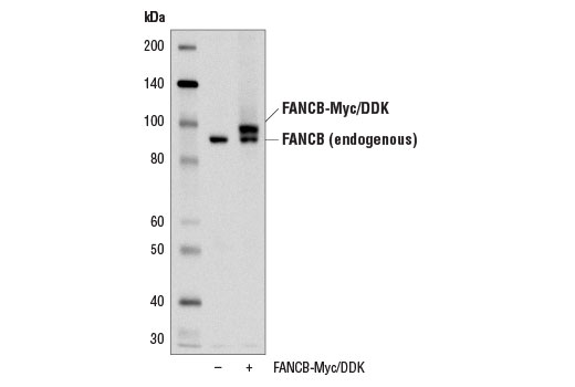 undefined Image 8: Fanconi Anemia Antibody Sampler Kit
