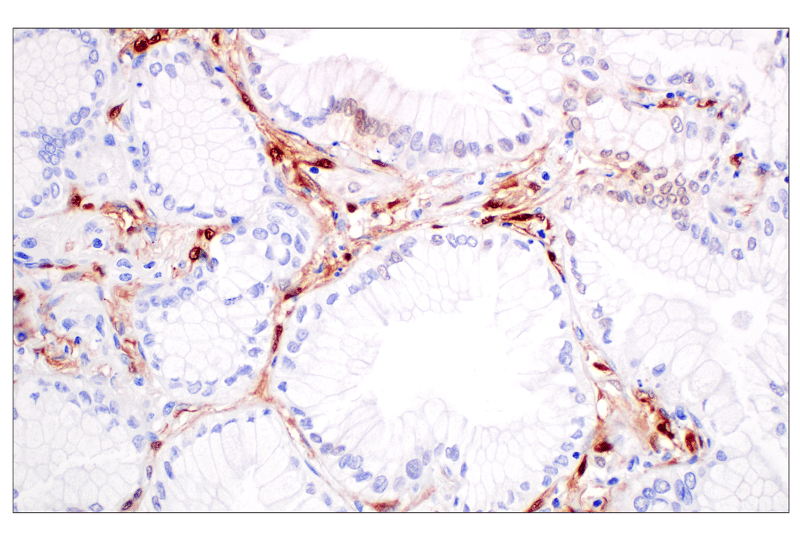 Immunohistochemistry Image 4: Phospho-p44/42 MAPK (Erk1/2) (Thr202/Tyr204) (D13.14.4E) XP<sup>®</sup> Rabbit mAb